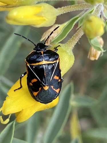 iNaturalist observation photo of Harlequin Bug