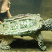 Alligator Snapping Turtle - Photo (c) 
Tina Li, some rights reserved (CC BY-SA)