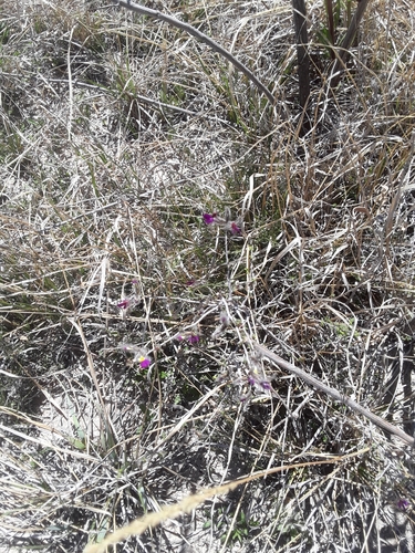 feather dalea