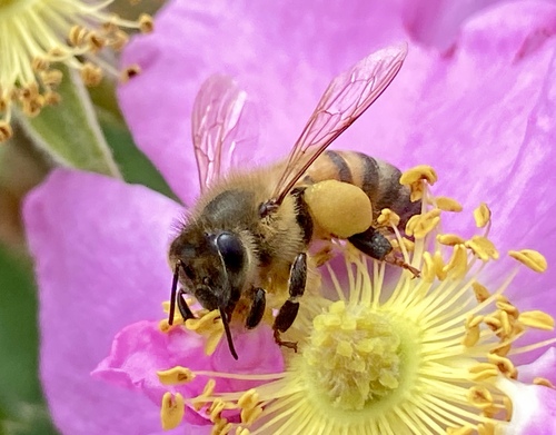 iNaturalist observation photo of Western Honey Bee