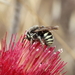 彎尾黃斑蜂屬 - Photo 由 R.J. Adams 所上傳的 (c) R.J. Adams，保留部份權利CC BY-NC