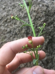 Scrophularia desertorum