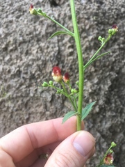 Scrophularia desertorum