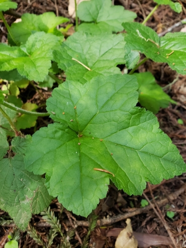 Threeleaf Foamflower