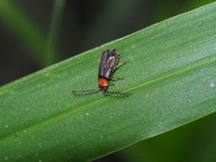 Silinae
