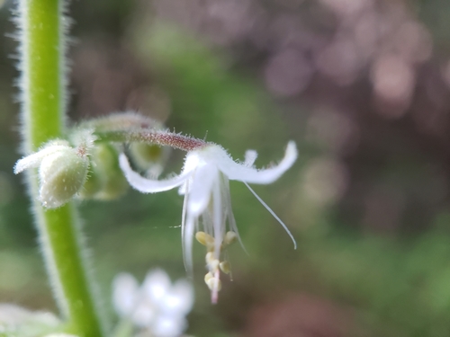 Threeleaf Foamflower