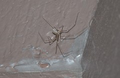 Physocyclus californicus