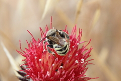 Trachusa timberlakei