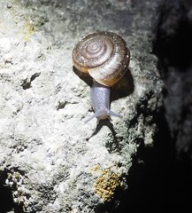 Helminthoglypta benitoensis