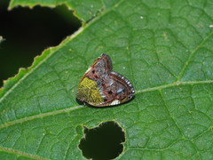 Ricanula pulverosa