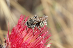 Trachusa timberlakei