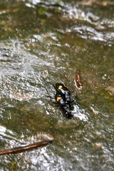 Oxycheila tristis