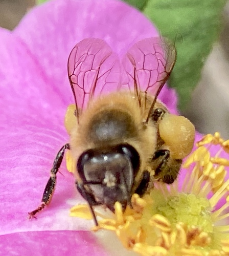 iNaturalist observation photo of Western Honey Bee