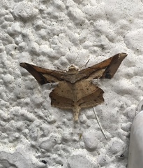 Krananda latimarginaria