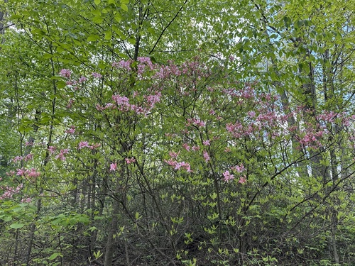 Rhododendron roseum