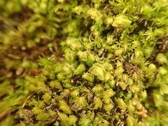 Scapania undulata