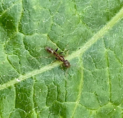 iNaturalist observation photo of Argentine Ant