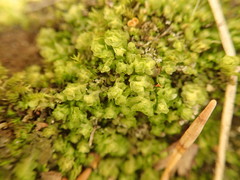 Scapania undulata