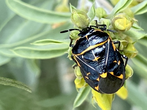 iNaturalist observation photo of Harlequin Bug