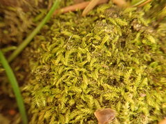 Claopodium whippleanum