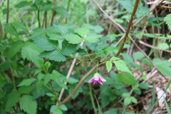 Rubus spectabilis
