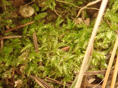 Claopodium whippleanum