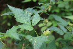 Rubus spectabilis