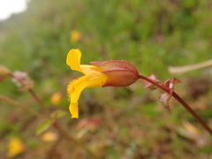 Erythranthe microphylla