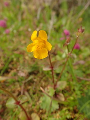 Erythranthe microphylla