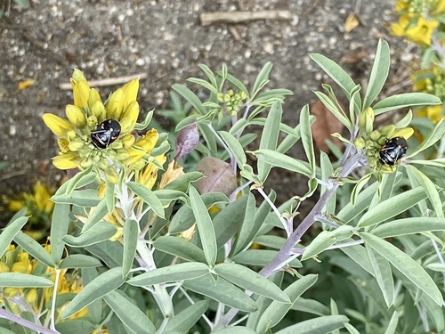 iNaturalist observation photo of Harlequin Bug