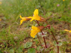 Erythranthe microphylla