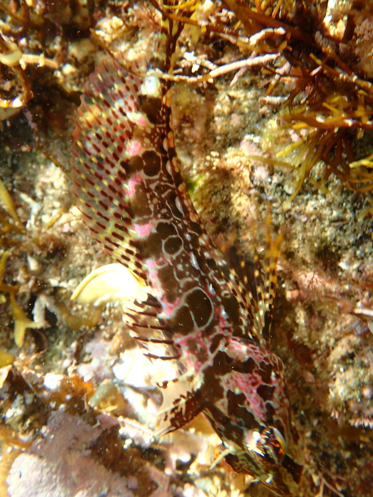 Fringed sculpin (Pseudoblennius cottoides) — Cottidae