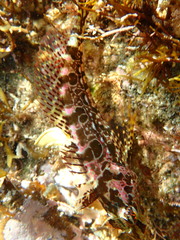 Pseudoblennius cottoides