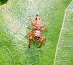 Evarcha flavocincta