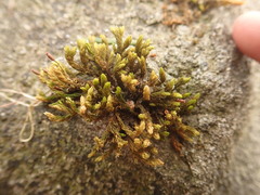 Racomitrium aciculare