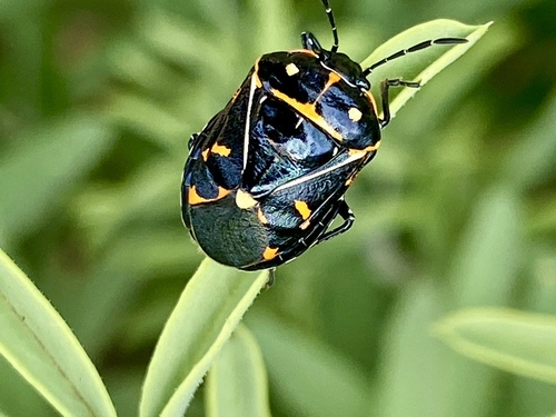 iNaturalist observation photo of Harlequin Bug