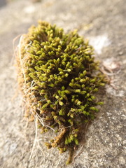 Racomitrium aciculare