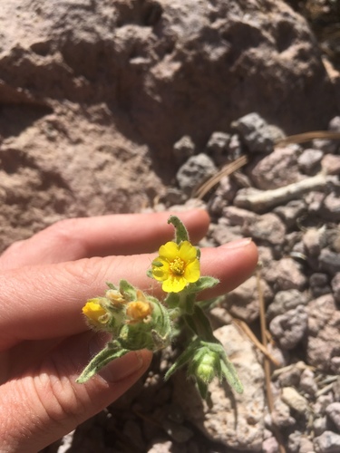 United blazingstar (Mentzelia congesta)