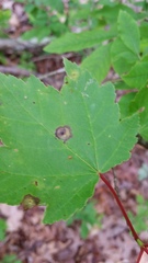 Xanthomonas campestris