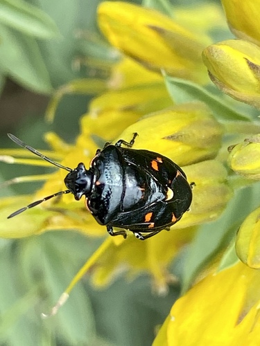 iNaturalist observation photo of Harlequin Bug