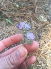 Phacelia vallis-mortae