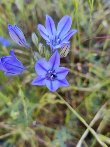 iNaturalist observation photo of Ithuriel's Spear