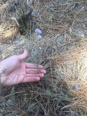 Phacelia vallis-mortae