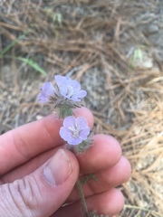 Phacelia vallis-mortae