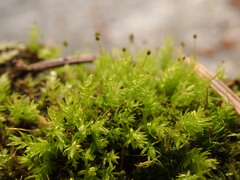 Aulacomnium androgynum