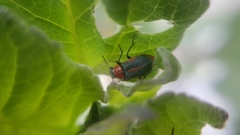 Malachiini