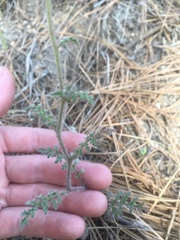 Phacelia vallis-mortae