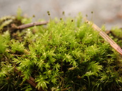 Aulacomnium androgynum