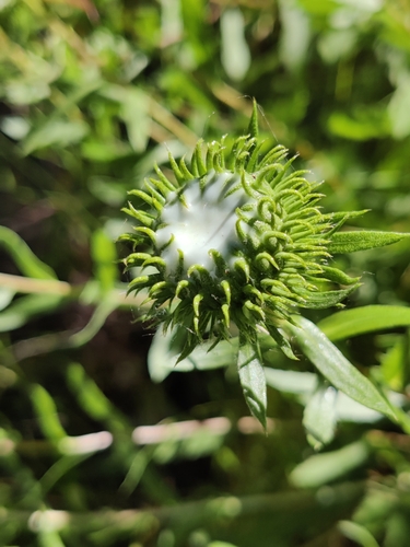 iNaturalist observation photo of Great Valley gumweed