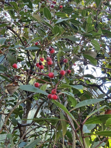 iNaturalist observation photo of Toyon